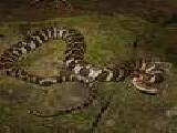 giocare Northern watersnake jigsaw puzzle