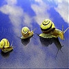 Lazy snails slide puzzle
