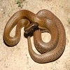 giocare Poisonous snake