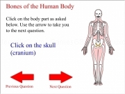 Body bones quiz