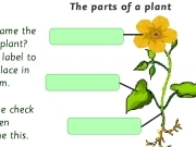 The parts of a plant