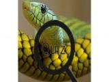 giocare Wildlife animal trivia:test your knowledge! now