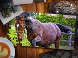 giocare Jigsaw puzzle horses edition