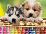 giocare 4gameground - puppy coloring