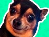 giocare What meme dog are you ?