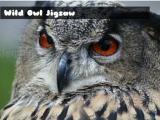 giocare Wild owl jigsaw now