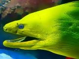 giocare Underwater world jigsaw now