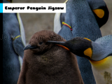 giocare Emperor penguin jigsaw