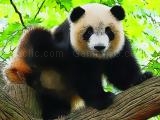 giocare Cute baby panda