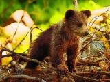 giocare Cute baby bears now