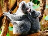 giocare Cute baby koala bear