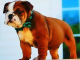 giocare Bulldog puppy puzzle
