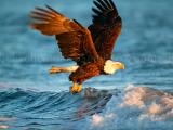 giocare Animals jigsaw puzzle - eagle