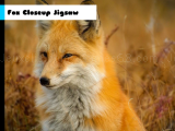 giocare Fox closeup jigsaw
